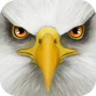 Ultimate Bird Simulator